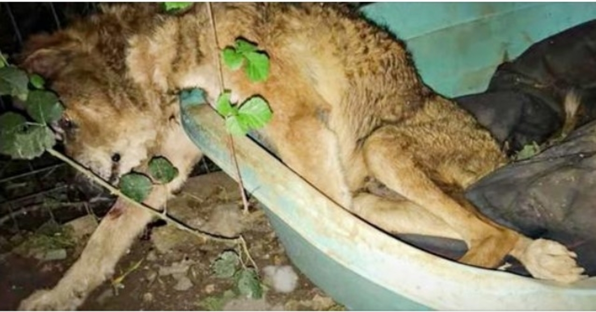 Old Dog Cast Out From His Home Slumped Over & Waited For His Time To Come