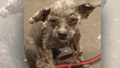 Photo of Vet Refused To Treat Hairless Puppy But She Did Not Listen & Did Not Give Up