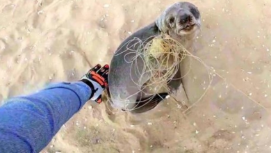 Photo of Baby Seal Stops To Thank His Rescuers For Freeing Him Before Rejoining His Family