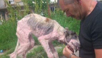 Photo of Man Gives Last-Ditch Effort To Save Street Dog On The Brink Of Death