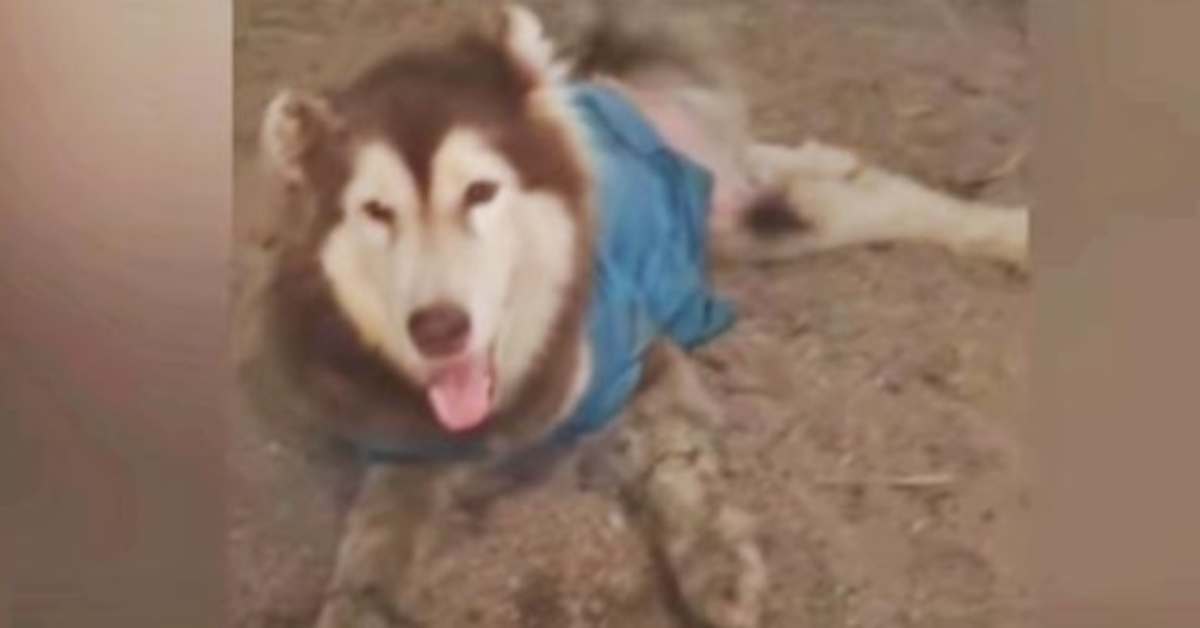 Husky With Mangled Legs Smiles & Wags So They Don’t Walk Passed Him Again