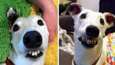 Photo of “Ugly” Dog With “Human Teeth” Kept Getting Rejected
