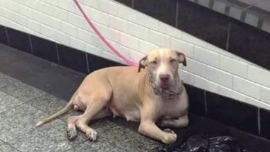 Photo of Dog Tied And Dumped In Subway Stares At Commuters Hoping Someone Will Help Her