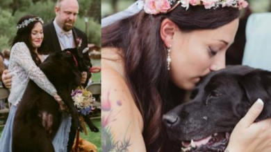 Photo of Bride’s Dying Dog Was Carried Down The Aisle, And There Wasn’t A Dry Eye