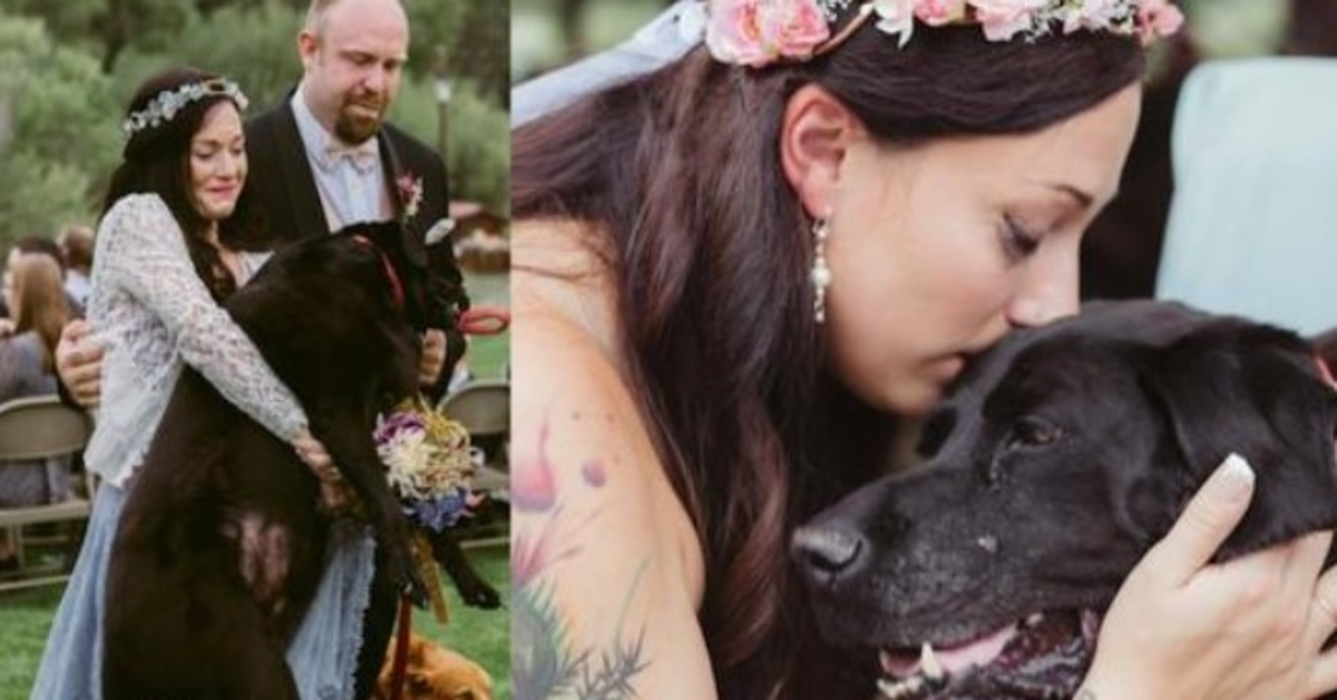 Bride’s Dying Dog Was Carried Down The Aisle, And There Wasn’t A Dry Eye