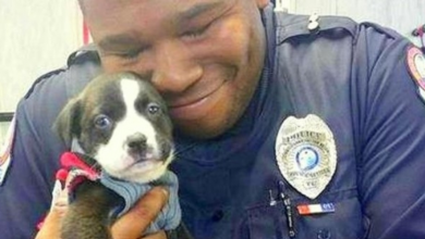 Photo of Abandoned Puppy Locks Eyes With A Cop, And The Cop Can’t Help But Pick Him Up