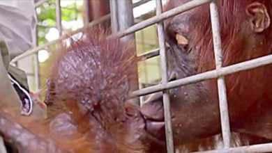 Photo of Workers Break Down In Tears As Mama Orangutan Reunites With Her Kidnapped Baby