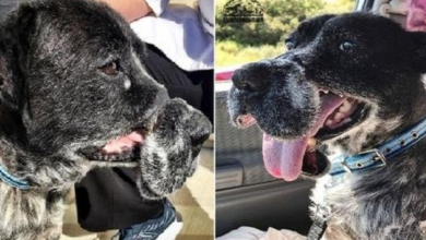 Photo of Dog Who Was Deformed By Cruel Wire Muzzle Now Has a Home