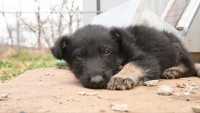 Photo of Starving Puppy Too Weak To Walk, Crawls Himself To Rescuers