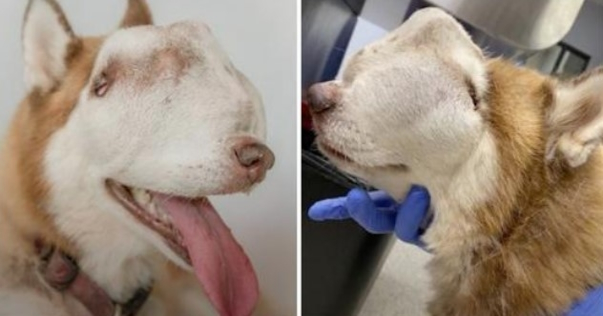 Woman Adopts “Unwanted” Husky With Tumor Invading Entire Nasal Cavity & Face