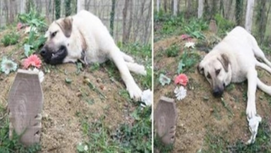 Photo of This ‘heartbroken’ dog ran away from home everyday to visit his dead owner’s grave