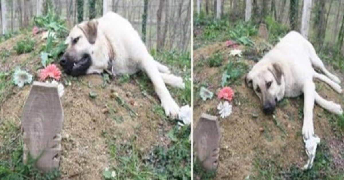 This ‘heartbroken’ dog ran away from home everyday to visit his dead owner’s grave
