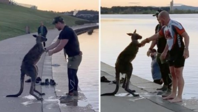 Photo of After Being Rescued From Freezing Lake, Kangaroo Shakes Hands With His Rescuer