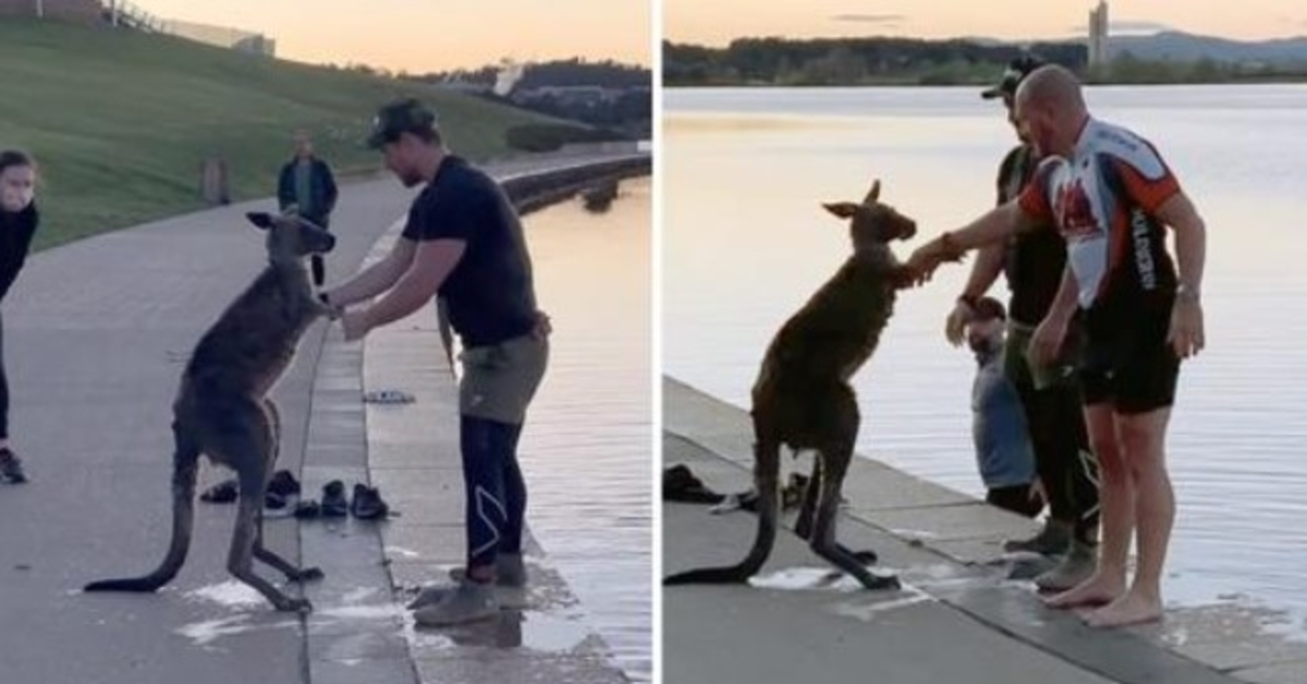 After Being Rescued From Freezing Lake, Kangaroo Shakes Hands With His Rescuer