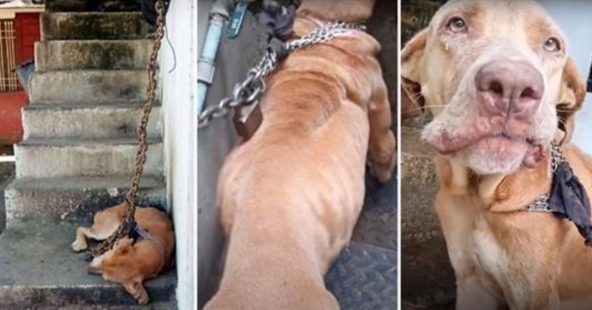 She Was Kept On A Heavy Chain So Short, She Couldn’t Leave The Stairs For Years