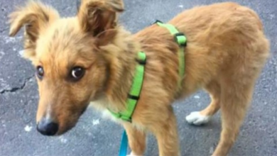 Photo of Homeless Pup Wanted A Home So Badly, He’d Follow People Home