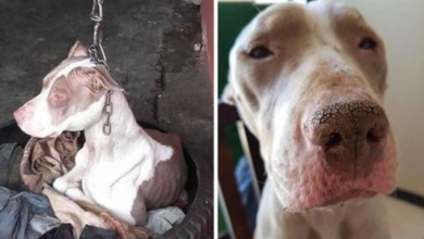 Photo of People Saved Dog Kept On Such A Short Chain She Couldn’t Even Rest Her Head And Now She Is Happy