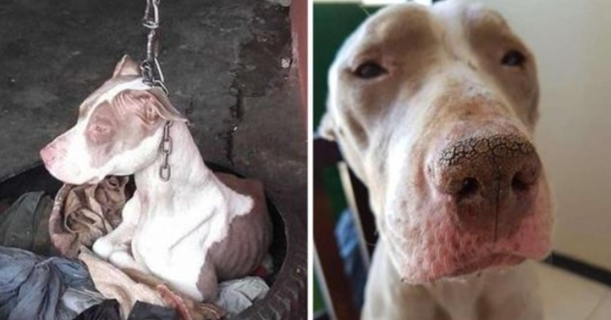 People Saved Dog Kept On Such A Short Chain She Couldn’t Even Rest Her Head And Now She Is Happy