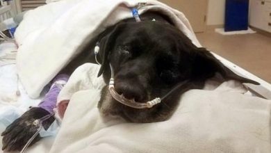 Photo of Mama Dog Dumped At Shelter During Labor Complications Loses All 21 Of Her Puppies