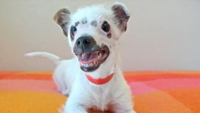 Photo of “Unusual Looking” Puppy Adopted By Family Who Didn’t Care About Her Scars