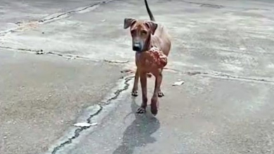 Photo of Stray Afraid Of People Works Up The Courage To Ask 1 Man To Take His Pain Away