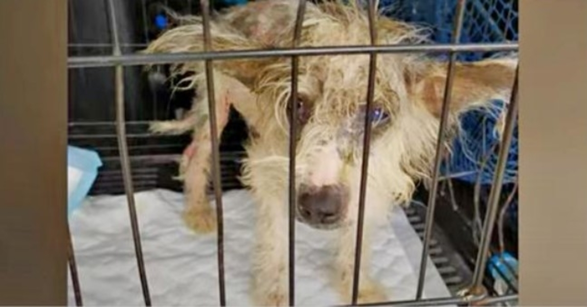 Poor Couple With Rusty Crate Bangs On Door Of Wealthy House That Hid Sick Dog