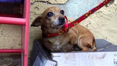 Photo of Sick 3-Legged Dog Knows No One Loves Her So She Sleeps In A Shoebox In The Rain