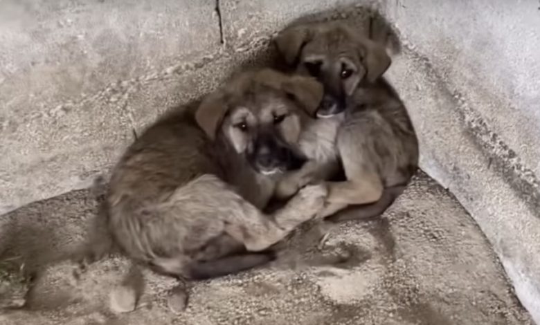Sick Babes Huddle Together In Tight Corner After Being Left In Midst Of ...