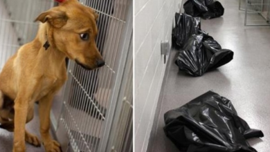 Photo of Shelter Staff Shares Heartbreaking Photo To Show What Happens To Unwanted Dogs