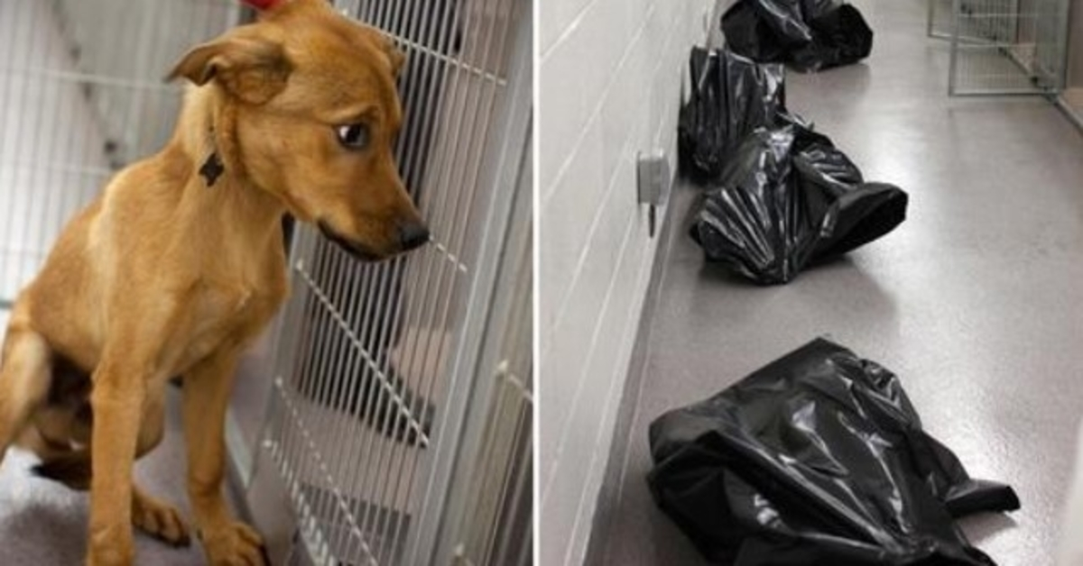 Shelter Staff Shares Heartbreaking Photo To Show What Happens To Unwanted Dogs