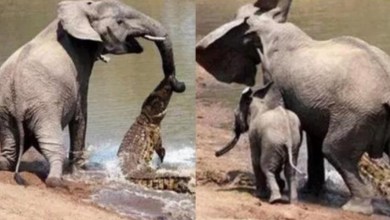 Photo of Mother Elephant Saves Her Baby From Fatal Crocodile Attack By Brilliant Trick