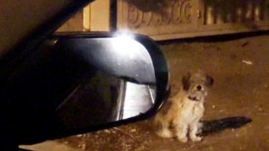 Photo of Loyal Dog Faithfully Waits At Same Spot Where His Family Dumped Him Weeks Ago