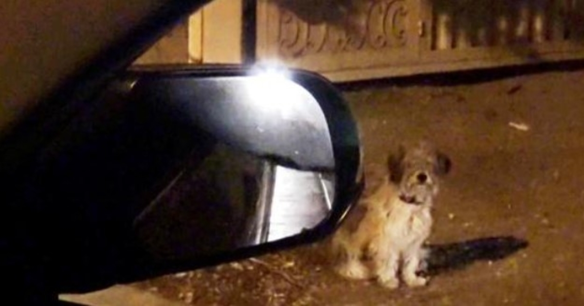Loyal Dog Faithfully Waits At Same Spot Where His Family Dumped Him Weeks Ago