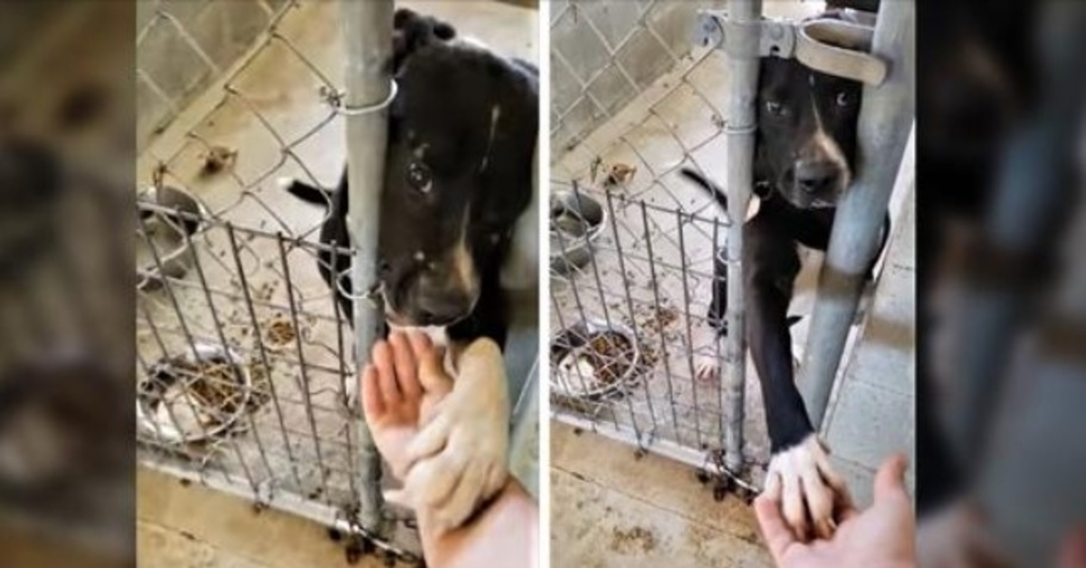Shelter Dog Desperate For Adoption Tries To Hold Hands With Everyone Passing By His Kennel