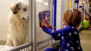 Photo of ‘Undesirable’ Dog Was Going To Be Put Down, So Girl Began Reading Him Stories