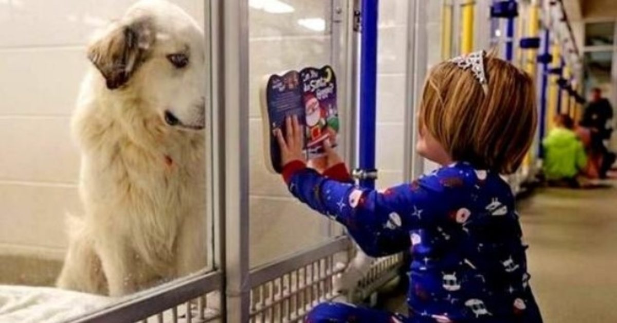 ‘Undesirable’ Dog Was Going To Be Put Down, So Girl Began Reading Him Stories