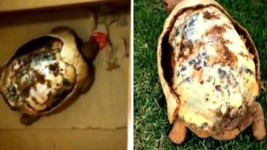 Photo of Fire Burns Away Tortoise’s Shell, Worried Vet Wonders How To Help Or Save Her