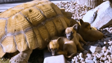 Photo of Abandoned Puppies Befriend A Lonely Giant Turtle