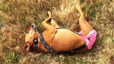 Photo of 3-Legged Dog Was Used As Bait Dog & Then Dumped, They Wept When They Found Her