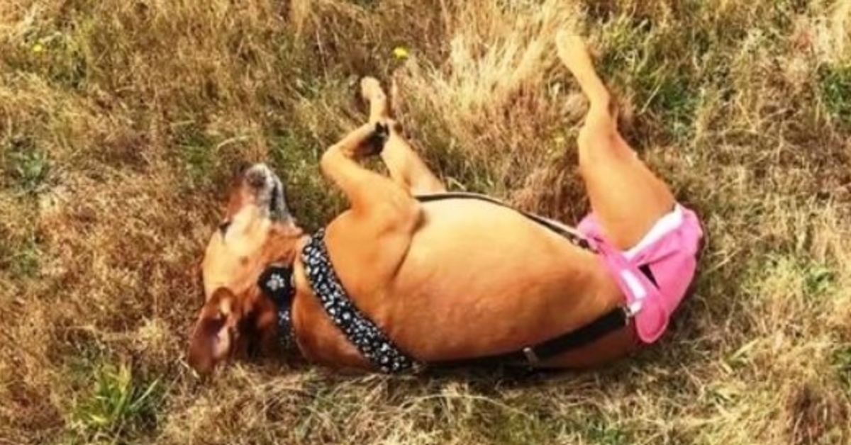 3-Legged Dog Was Used As Bait Dog & Then Dumped, They Wept When They Found Her