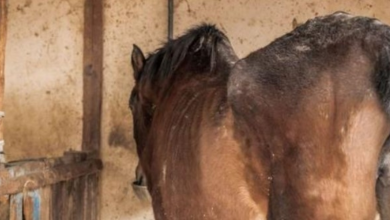 Photo of Starving Horse Was Too Scared To Look Her Rescuers In The Eye