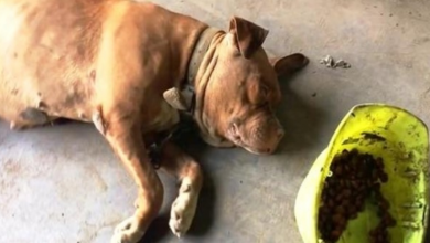 Photo of Dog Chained To Same Spot For 8 Years, Sees Woman Approaching & Lifts Her Head