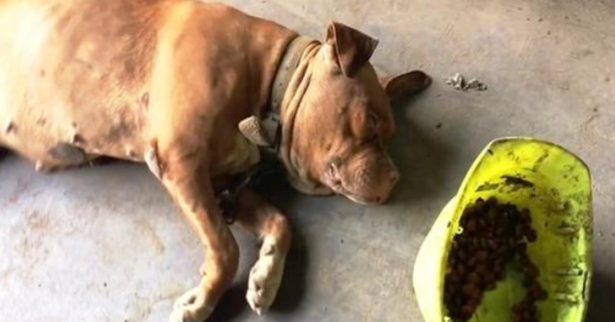 Dog Chained To Same Spot For 8 Years, Sees Woman Approaching & Lifts Her Head