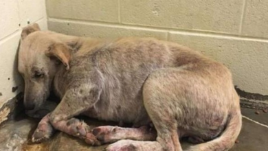 Photo of Dog Left To Die With His Family Was Too Scared To Lift His Head