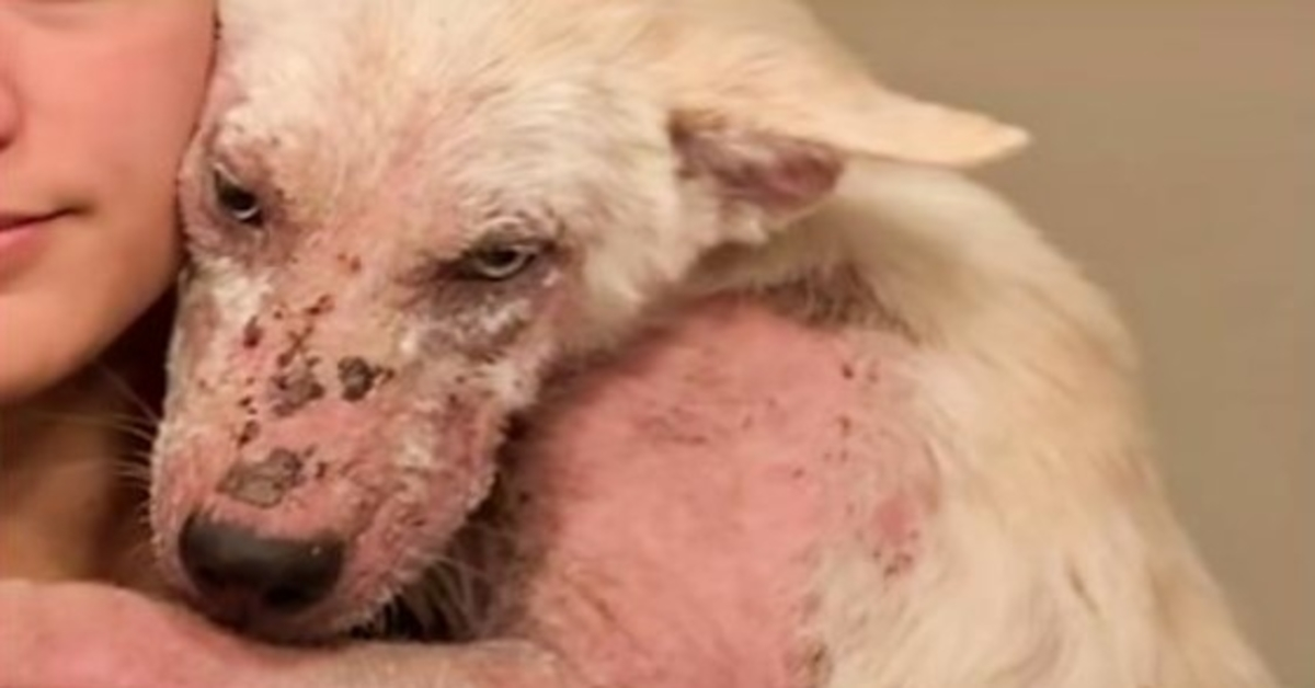 Broken Dog That Didn’t Matter Hung His Head In Shame, Clings To Woman Tightly