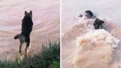 Photo of Dog Sees His Owner’s Head Disappear Under Water, Senses Something’s Not Right