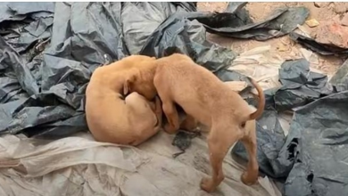 Photo of Little Puppy Nudged His Head Near Motionless Brother Wanting Him To Play