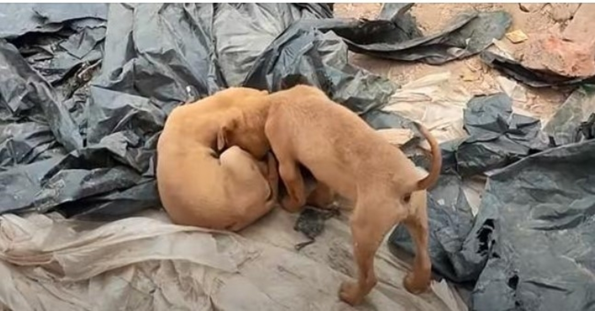Little Puppy Nudged His Head Near Motionless Brother Wanting Him To Play