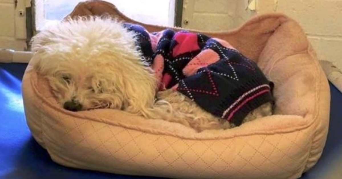 Dog Dumped For A Second Time Clings To His Old Bed And Refuses To Lift His Head
