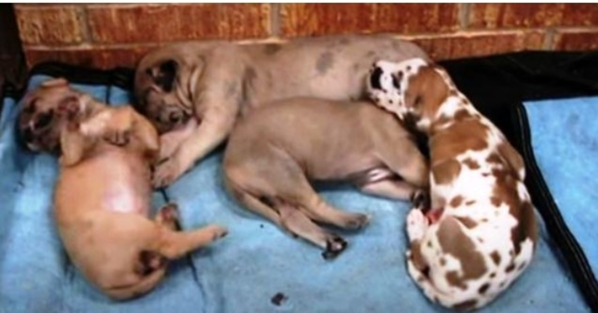 Puppy Has A Bad Dream And Screams, His Brother Wakes Up And Takes Care Of It